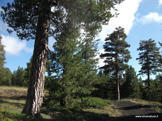 Piano_Provenzana - 30-06-2013 08-53-46.JPG